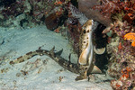 Neoselachii