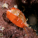 Erroneinae