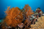 Black Corals