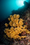 Holaxonia
