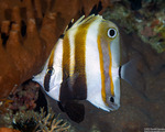 Acanthuriformes