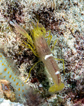 Shrimps