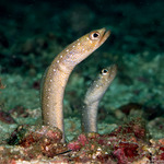 Anguilliformes