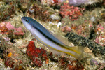Dottybacks