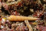 Neogastropoda