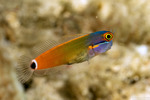 Blennies