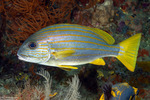 Haemulidae