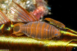 Cymothooidea