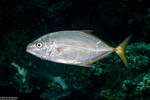 Carangidae
