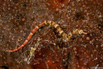 Syngnathiformes