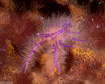 Galatheoidea