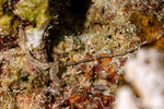 Achaetobonellia