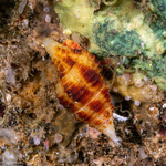 Nebularia