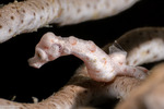 Syngnathidae