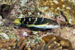 Thalassoma