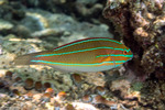 Stethojulis