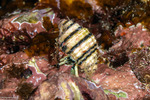 Calcinidae