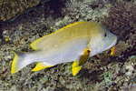 Lutjanidae