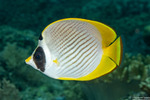 Acanthuriformes