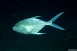 Trachinotus