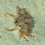 Portunoidea
