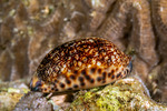 Mauritia