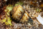 Conus
