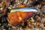 Conus