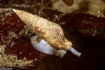 Conoidea