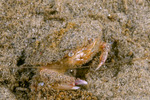 Malacostraca
