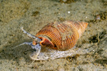 Buccinoidea