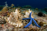 Muricinae