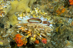 Pectinoidea