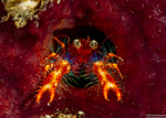 Lobsters
