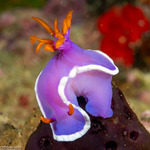 Chromodorididae