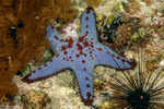 Neoasteroidea
