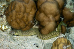 Muraenidae