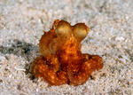 Octopodidae