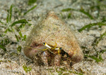 Dardanus