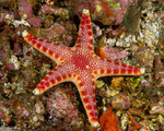 Neoasteroidea