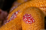 Ctenophora