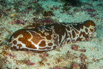 Bohadschia