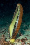 Octocorals