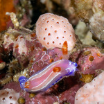 Thorunna