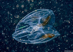 Ctenophora