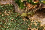 Zoanthidae