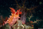 Colochirus