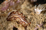Nymphozoon