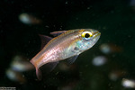 Apogonidae