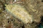 Soleichthys